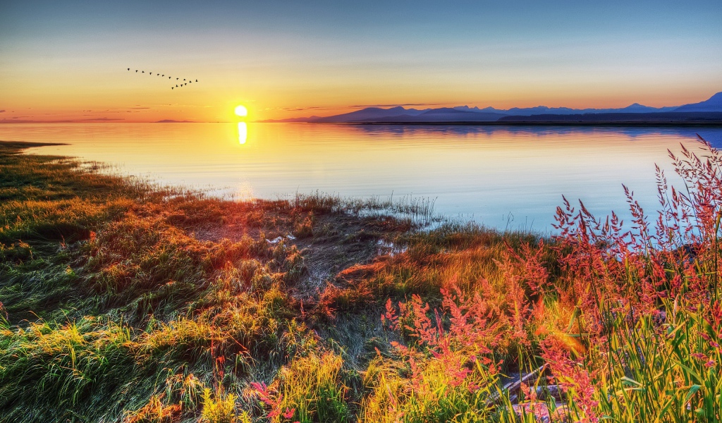 Стая птиц над озером