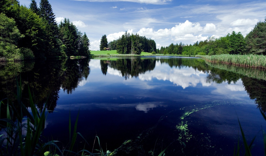 Зеленый лес у озера