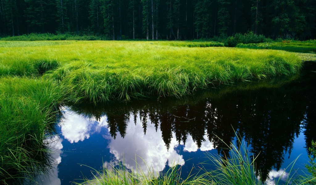Озеро заросло травой