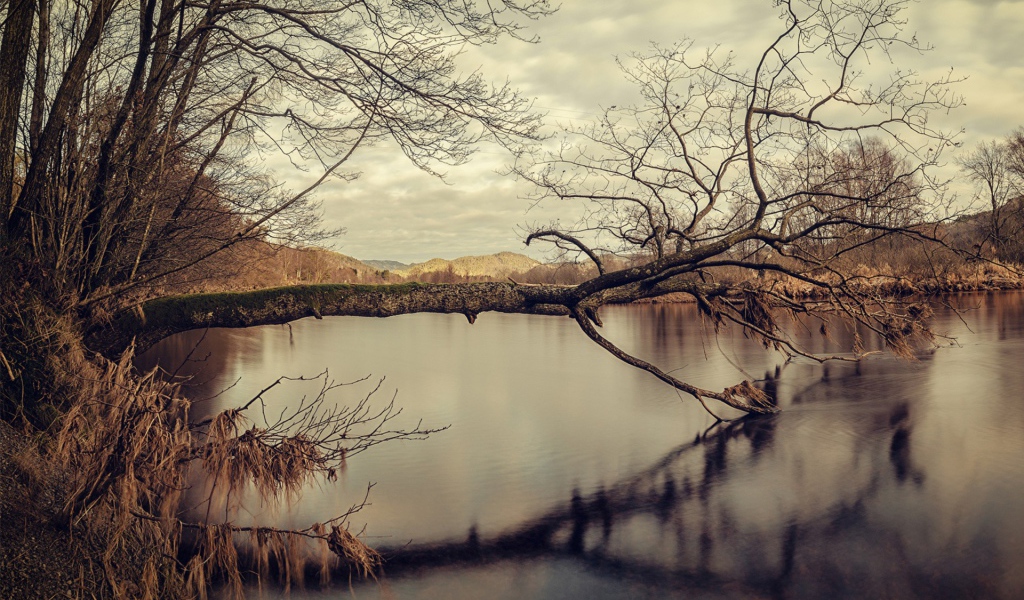 Дерево упало в воду