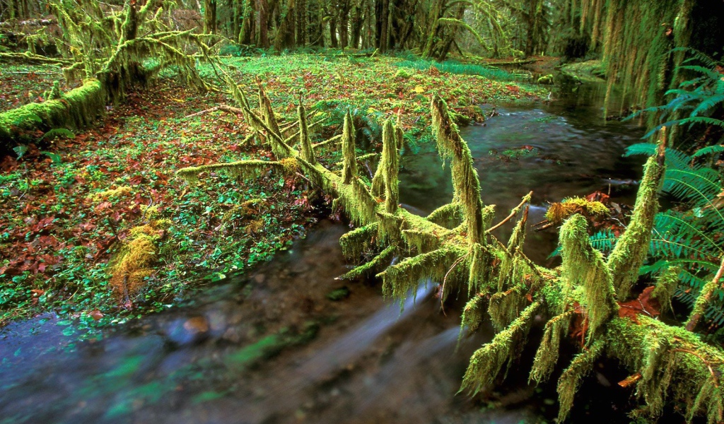 Очень дикая природа