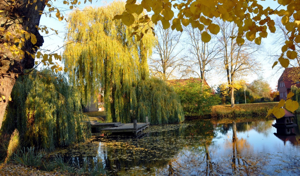 Плакучая ива у пруда