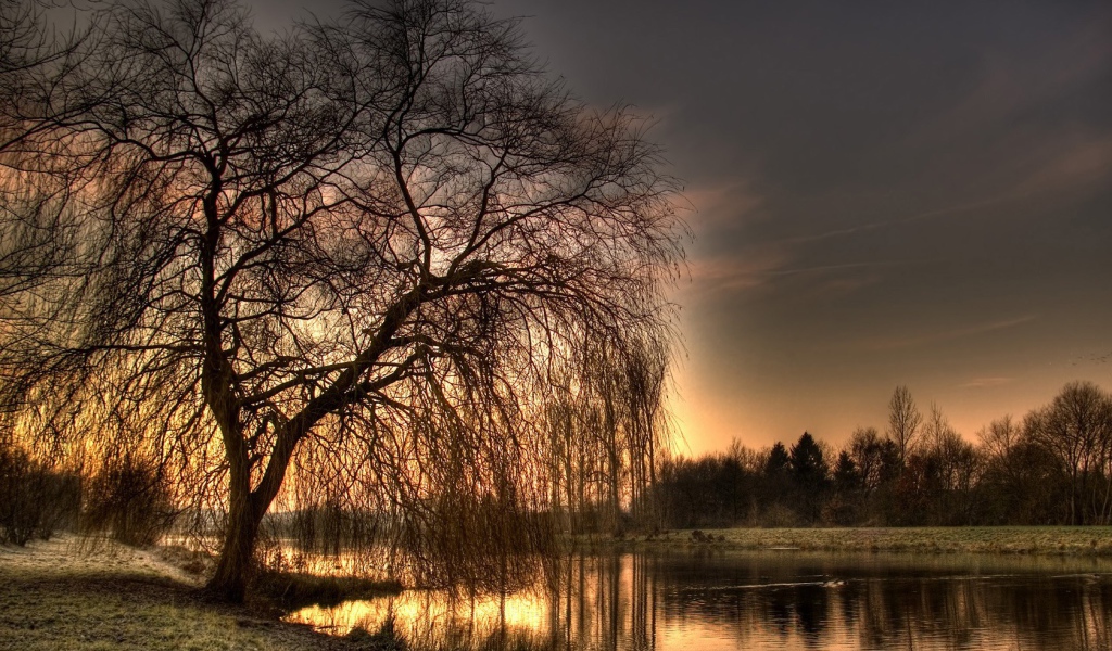 Голое дерево у озера