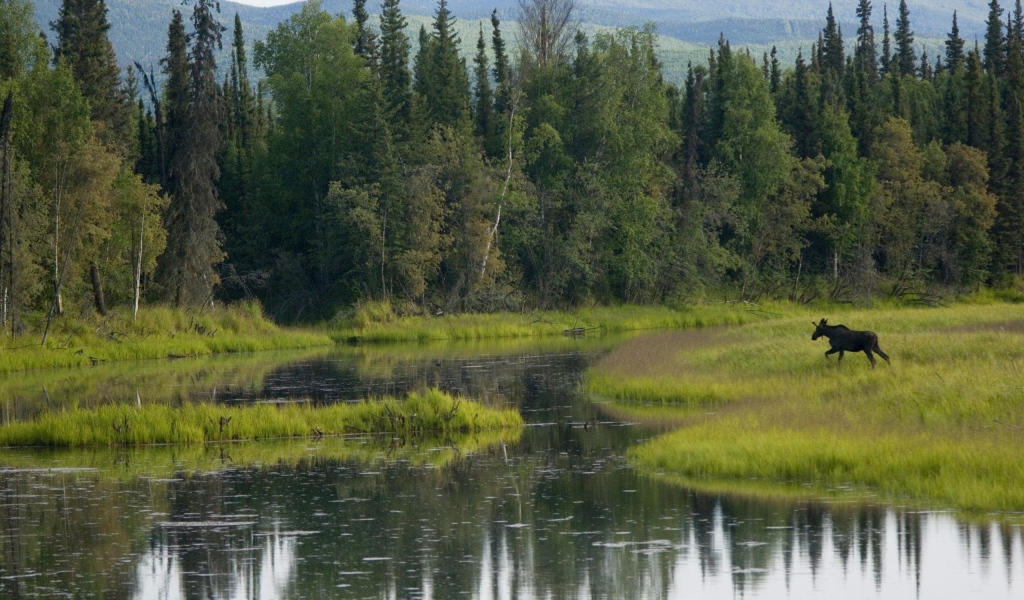 Лось бежит по болоту
