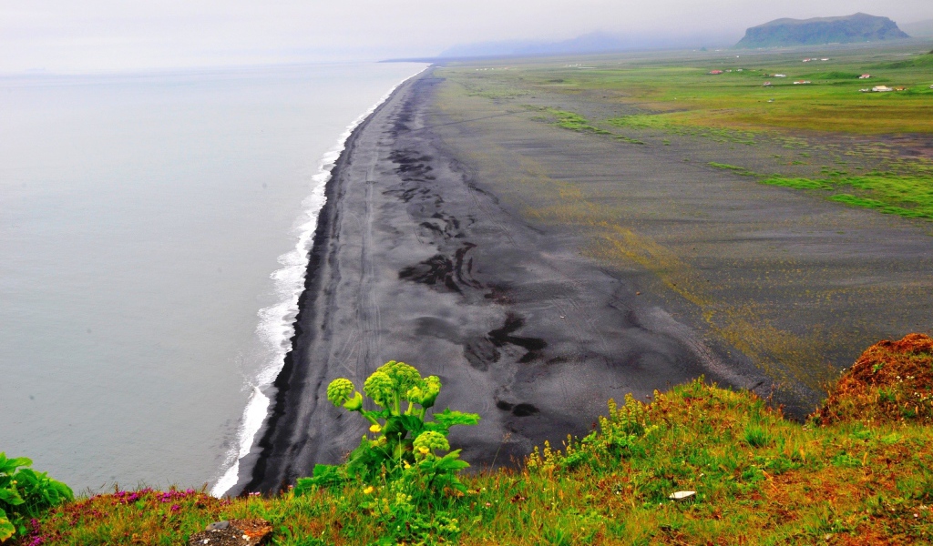 Морской пейзаж с растением