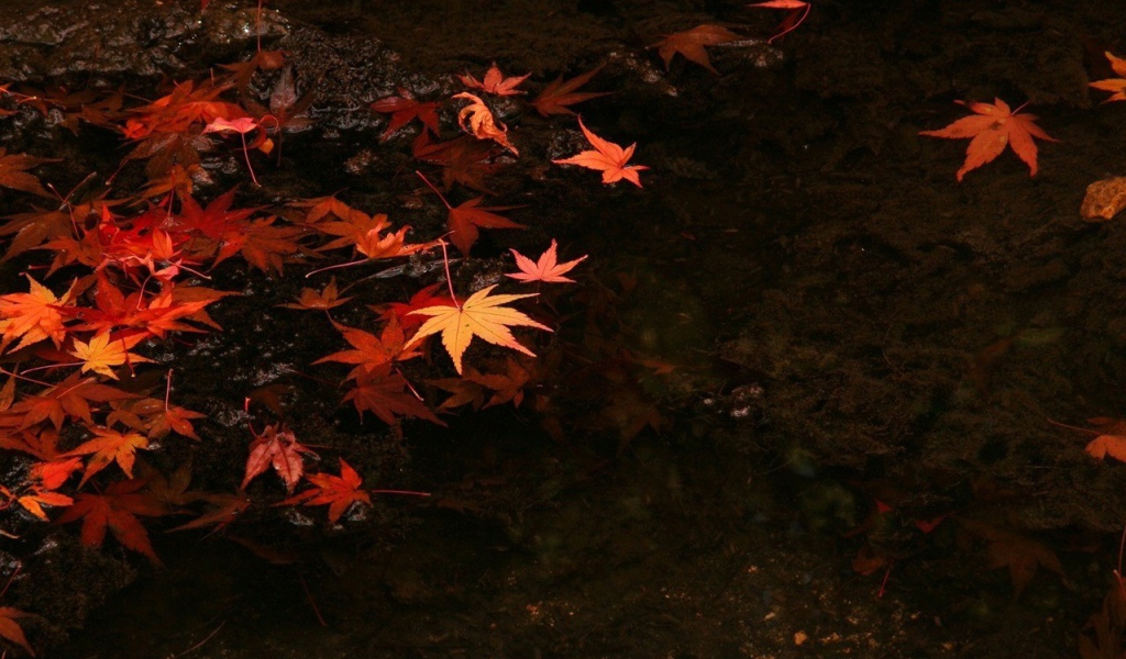 Осенние разноцветные листья