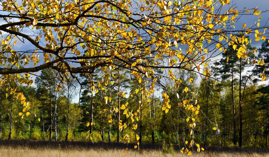 Branches of a birch autumn