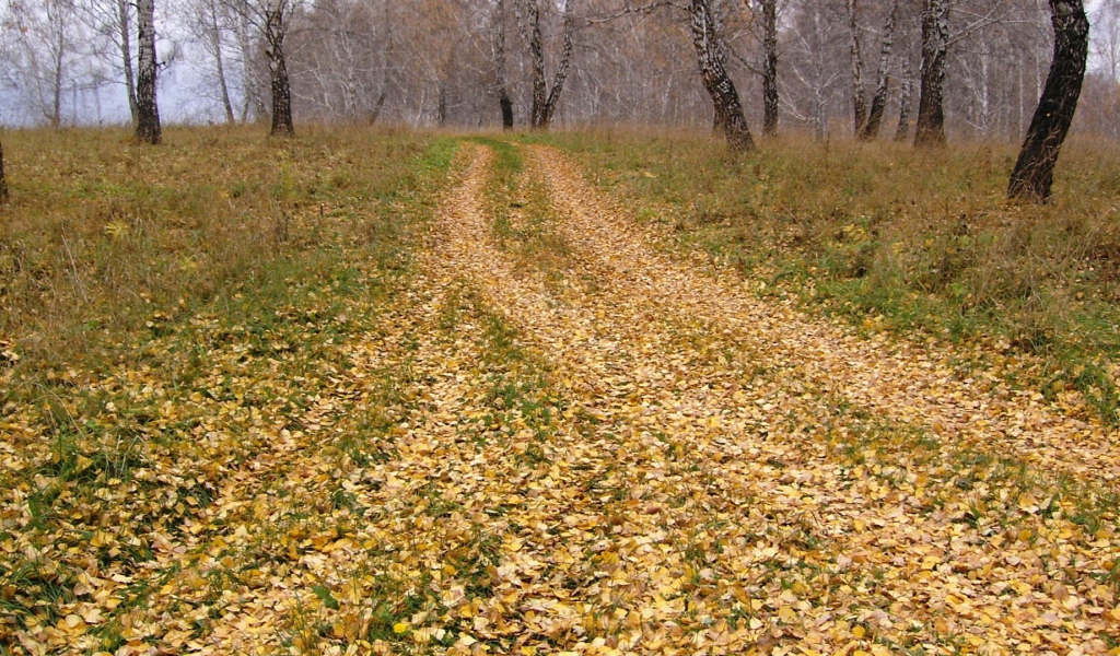 The road is covered with leaves