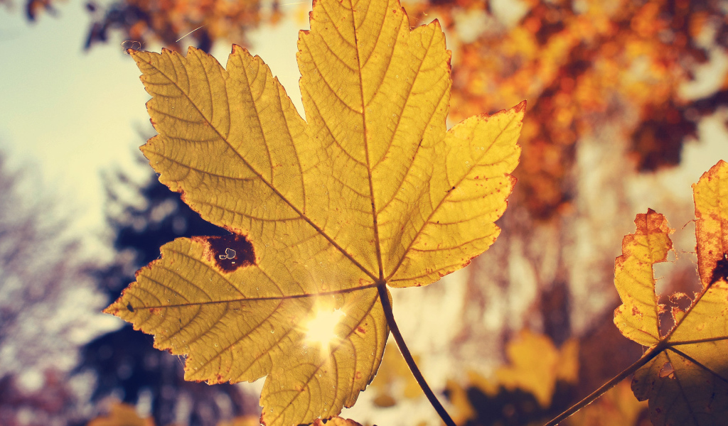 Осенью листья смотрет на солнце
