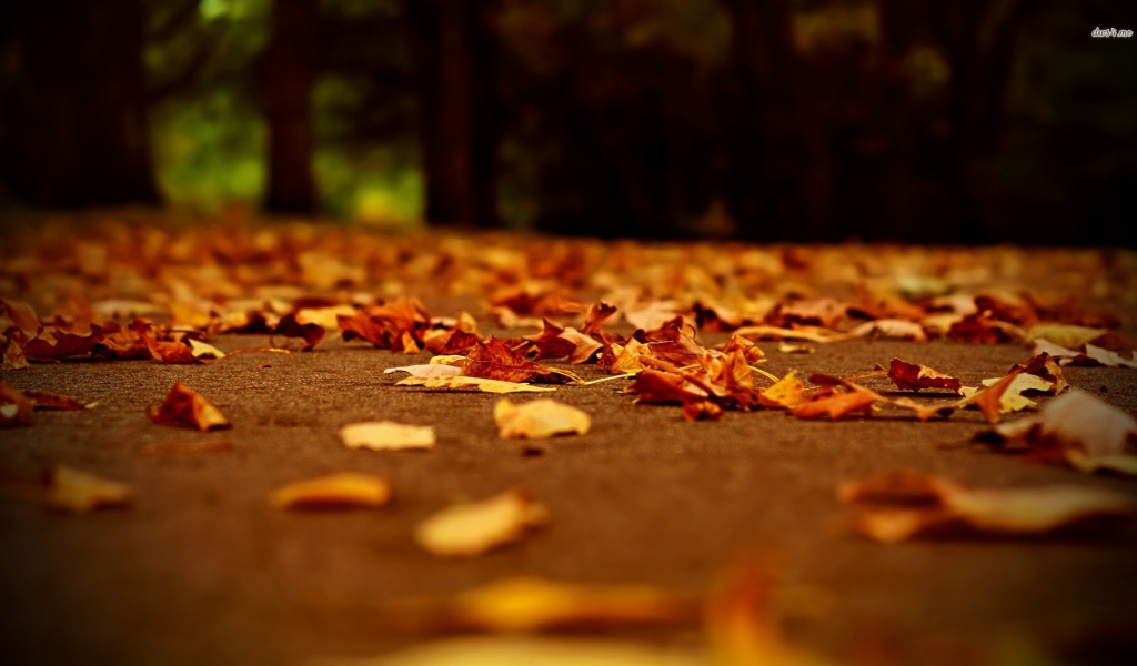 fallen leaves of the autumn