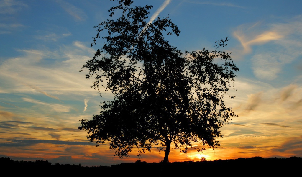 Одинокое дерево на закате