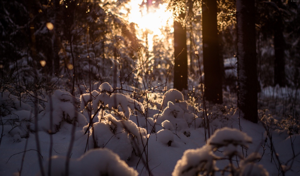 Закат в заснеженном лесу