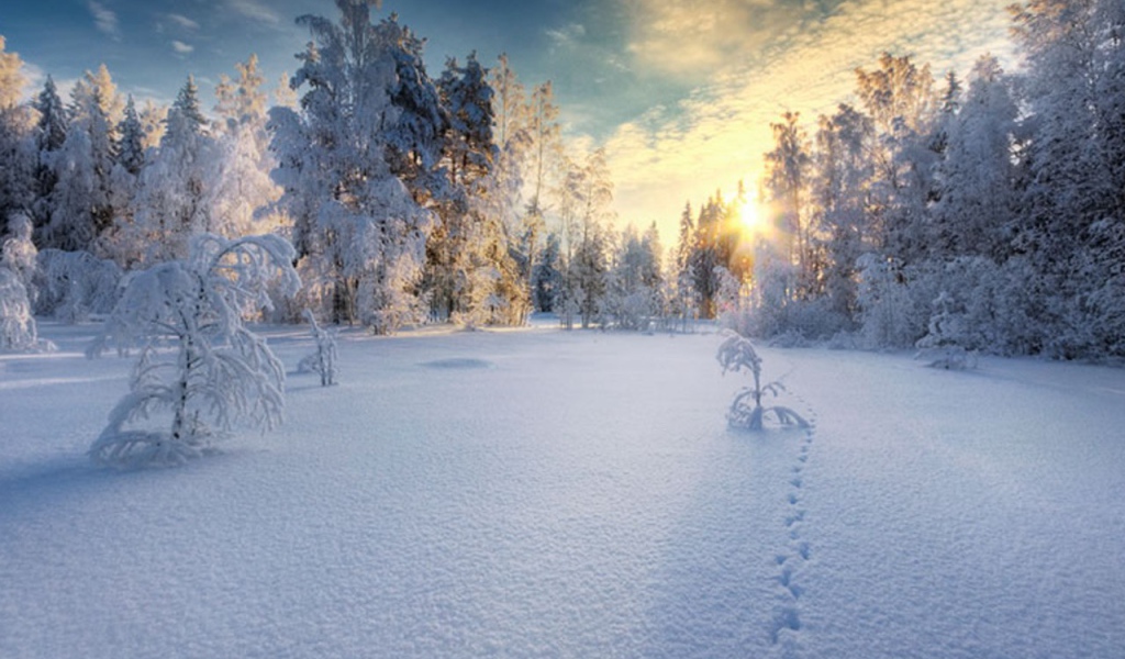 Закат в белом  заснеженном лесу