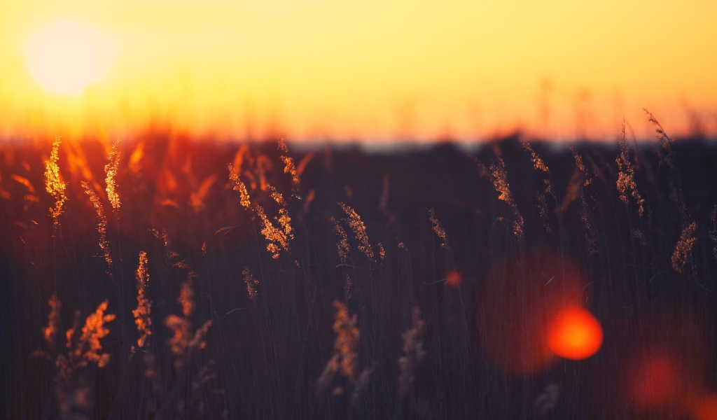 Закат над пшеничным полем