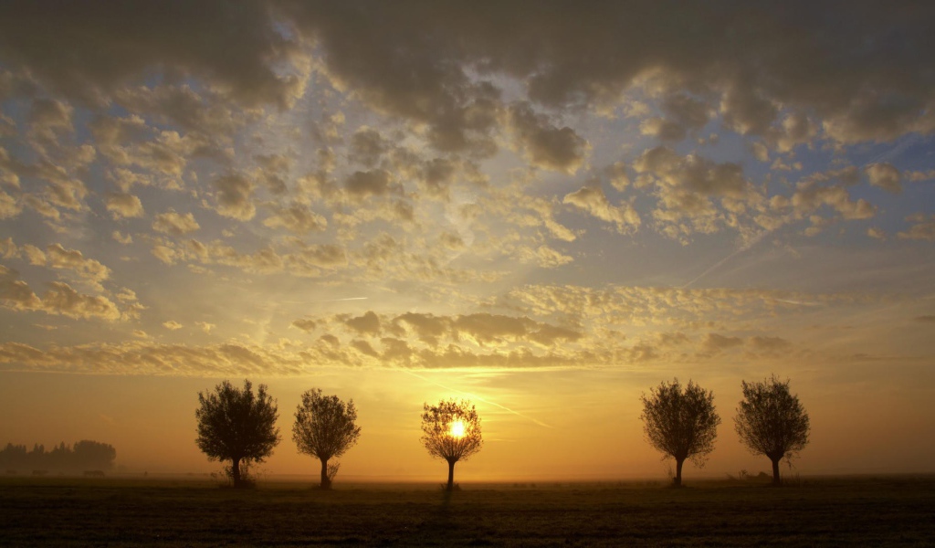 Закат за деревьями