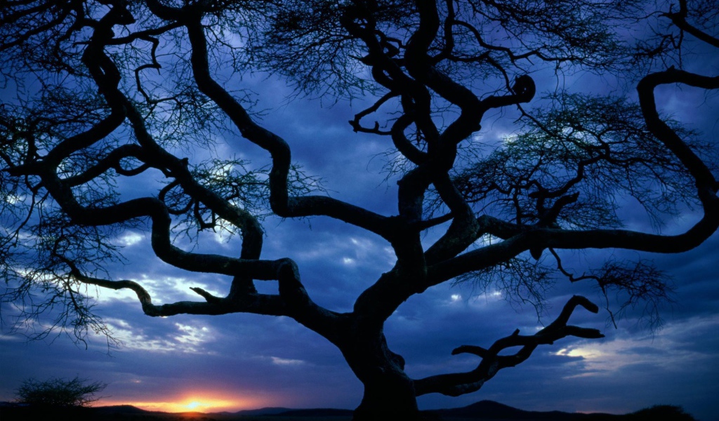 Силуэт дерева на закате
