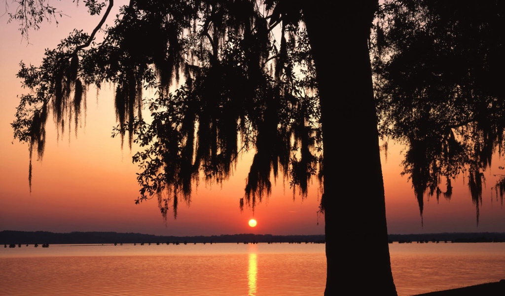 Темное дерево на фоне заката