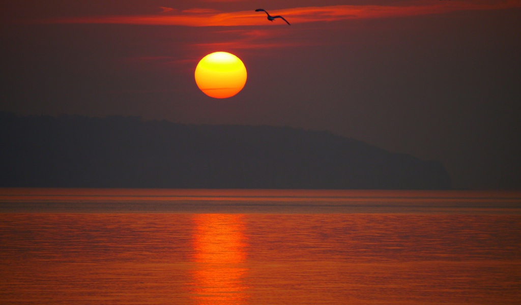 Закат над морем с птицей