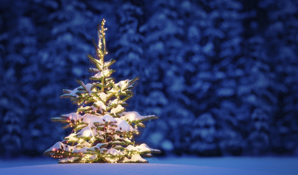 Маленькая Новогодняя елка в лесу