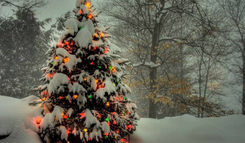 Новогодняя елка в лесу 2014 год