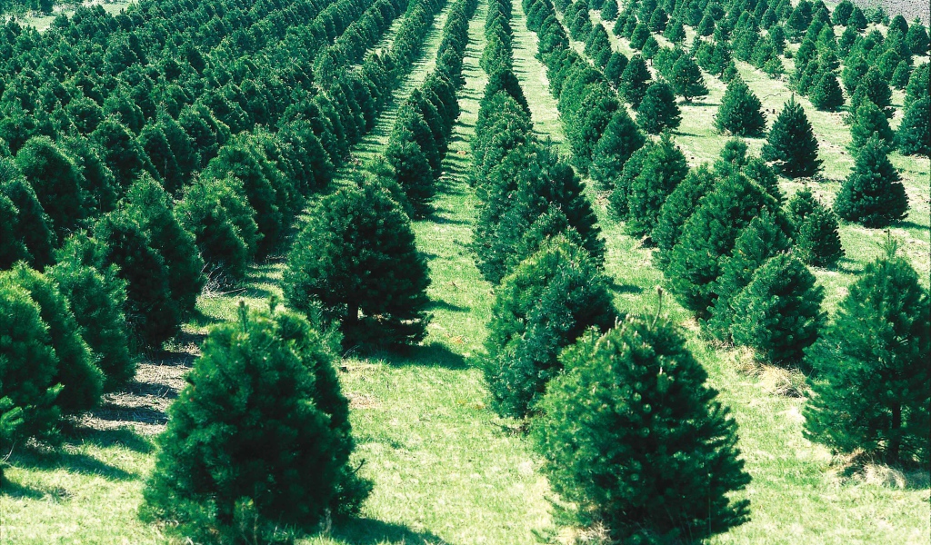 Сад полный новогодних елок