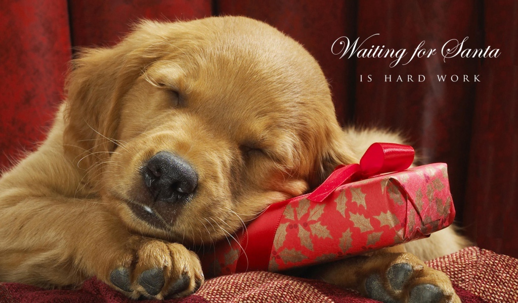 Ждать Деда Мороза - тяжёлый труд