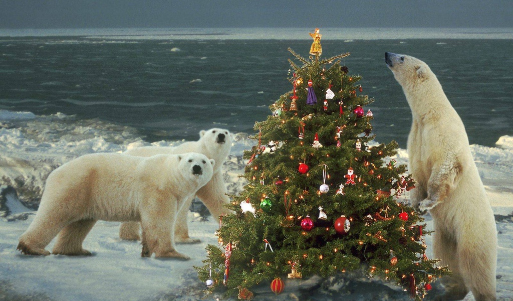 Белые медведи празднуют Новый Год
