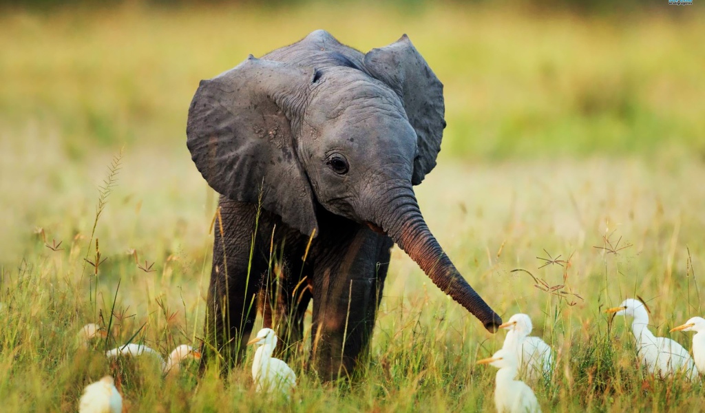 Слоненок и птенцы