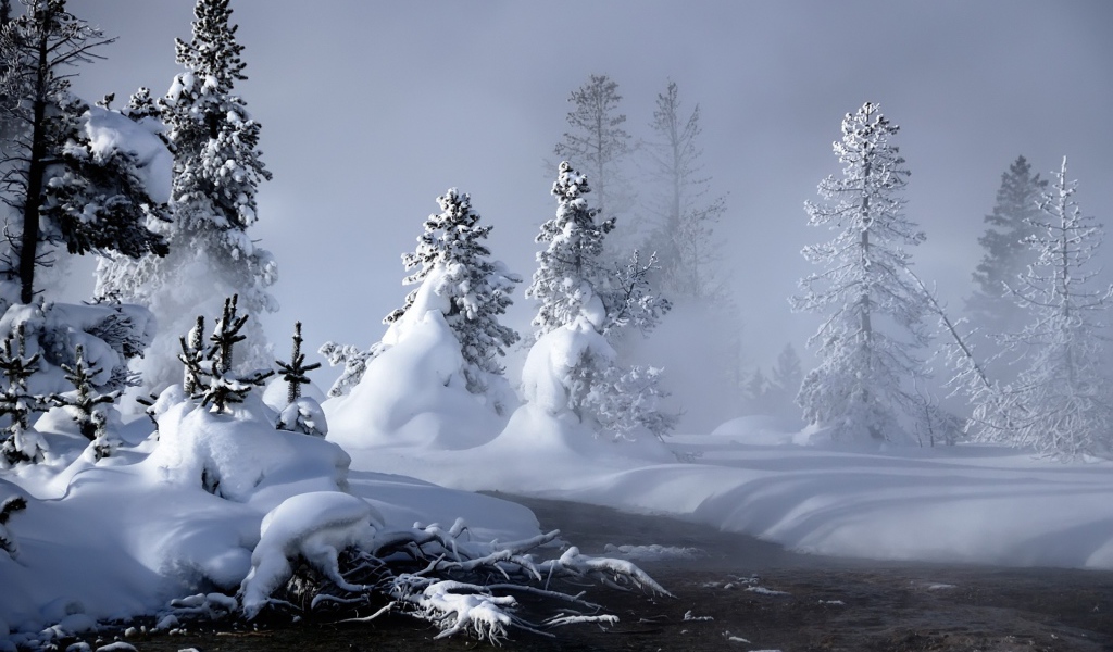 Зимний лес в пасмурную погоду
