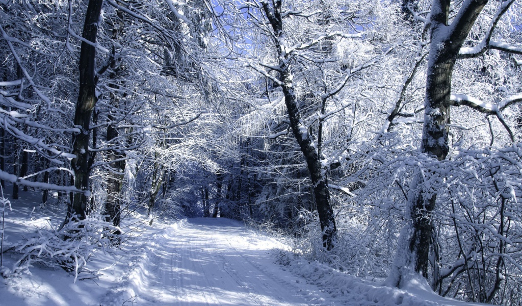 Зимняя дорога в белоснежном лесу