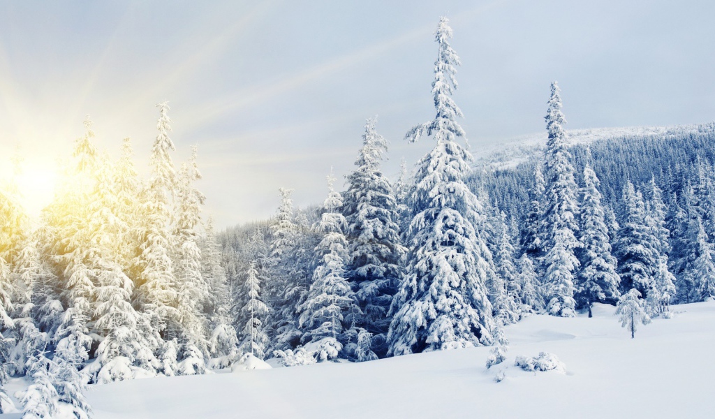 Зима заснеженные деревья 