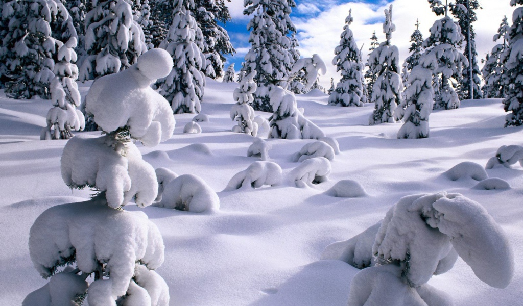 Молодые ёлки не выдерживают снег в зимнем лесу