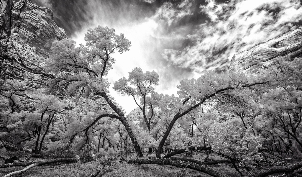 Лес после бури