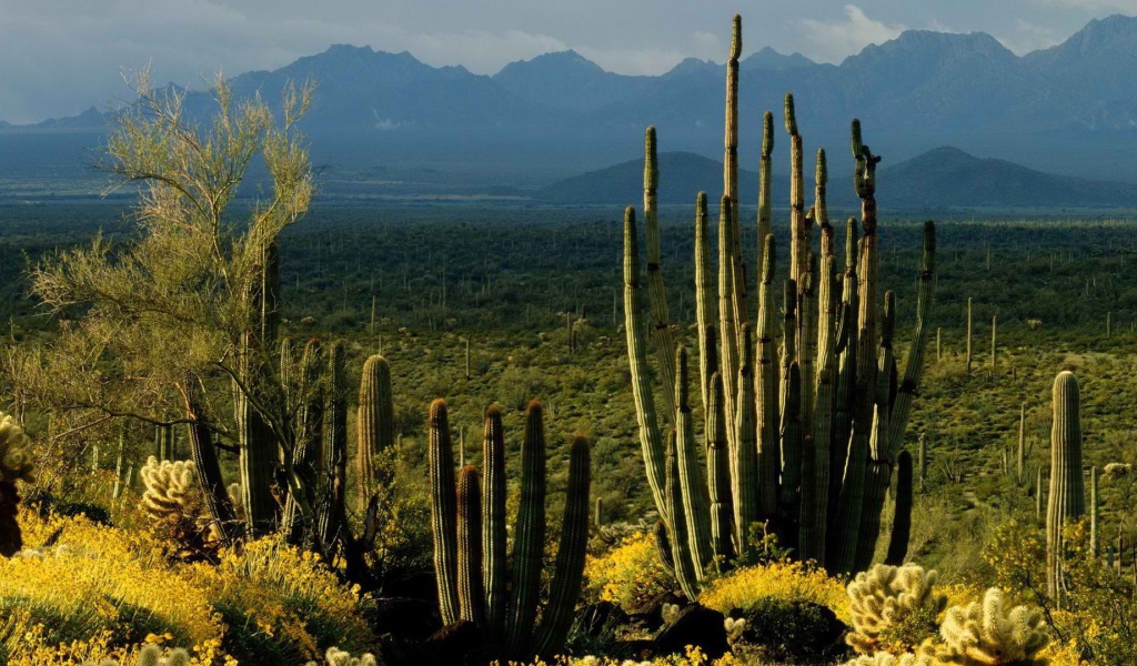 Пейзаж штата Аризона