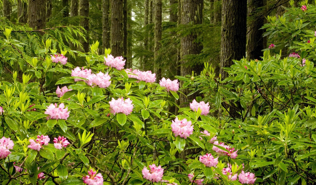 Парк в штате Вашингтон