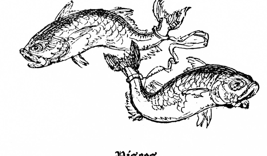 Рыбы на белом фоне