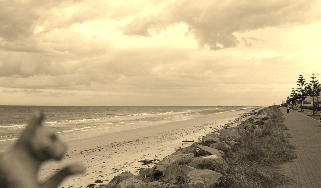 Найди кота на пляже