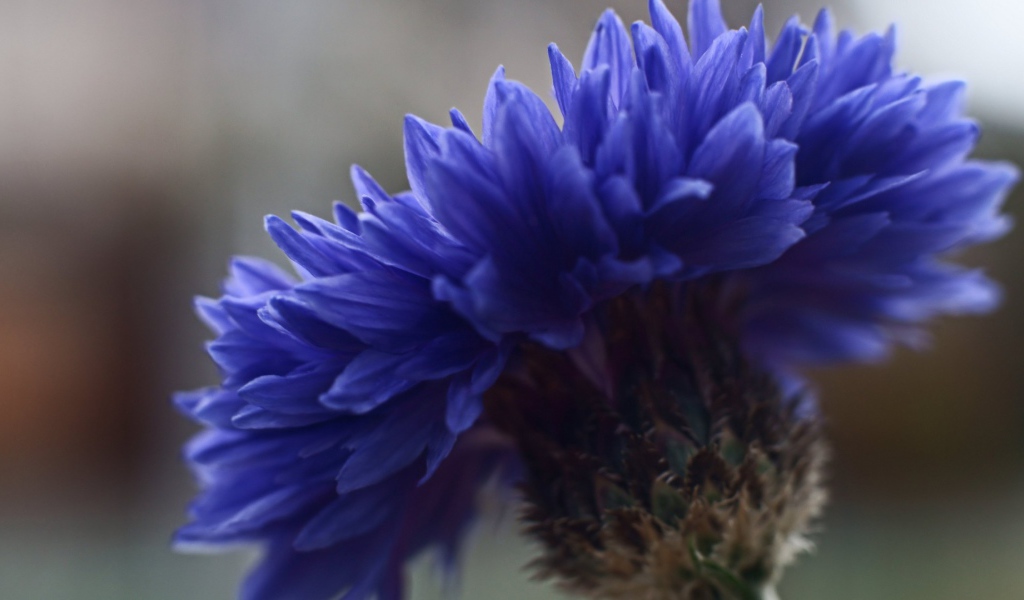 Лютик синий