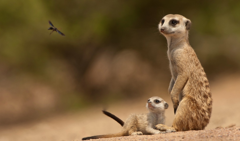 Парочка сурикатов