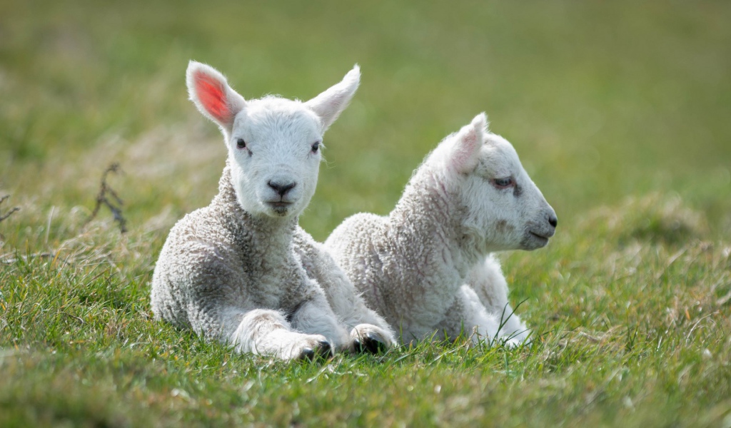 Пара маленьких ягнят