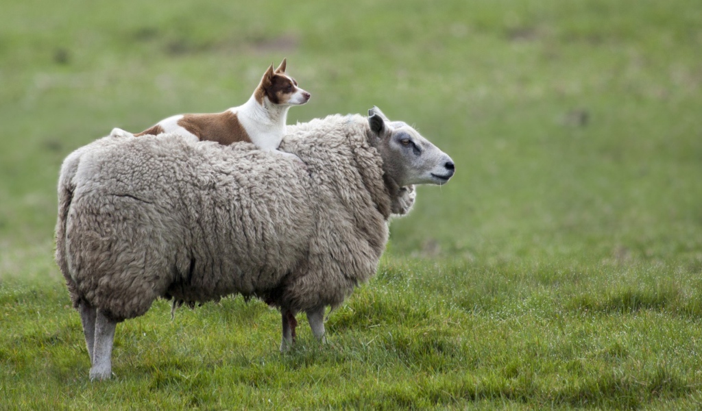 Собака на овце