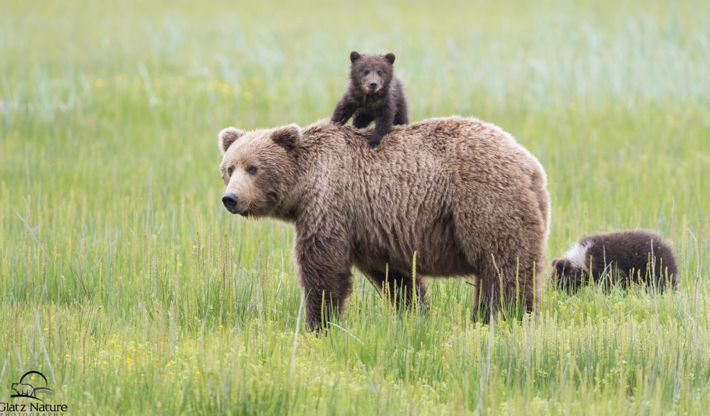 Mедведица и медвежонок на траве