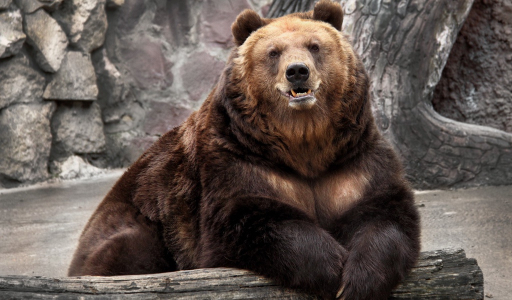 Медведь в зоопарке