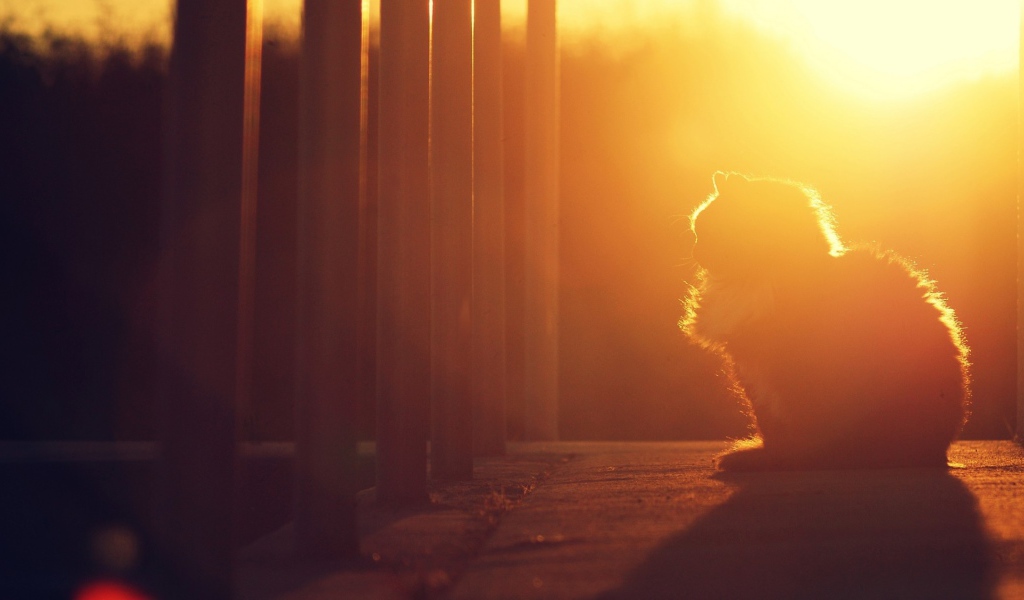 Кошка на закате