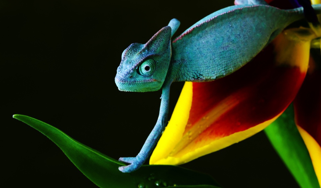 Хамелеон в голубом