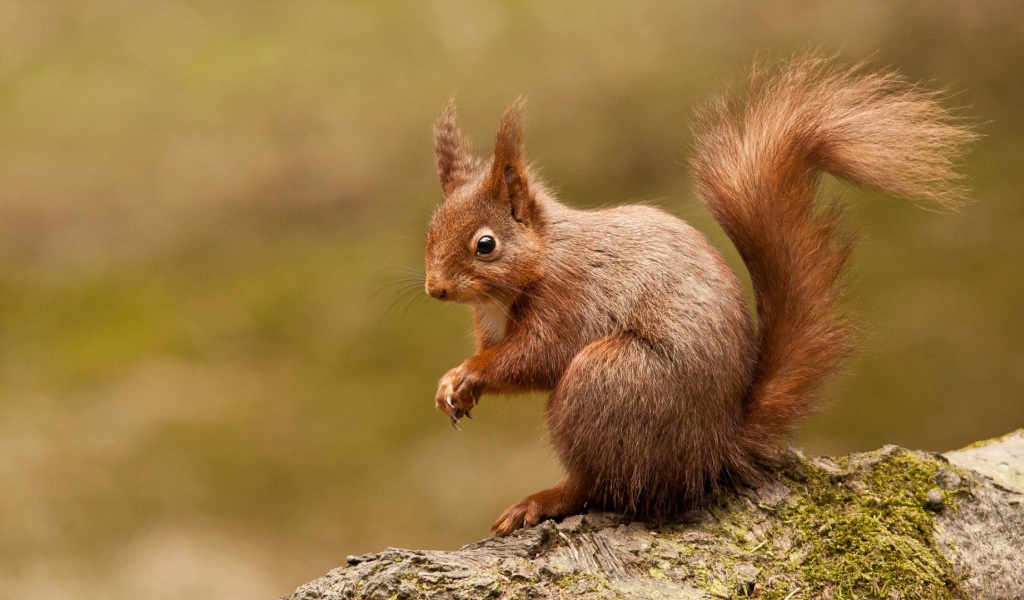 Любопытная белка