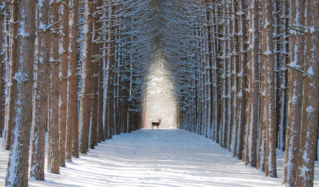 Олень в лесу