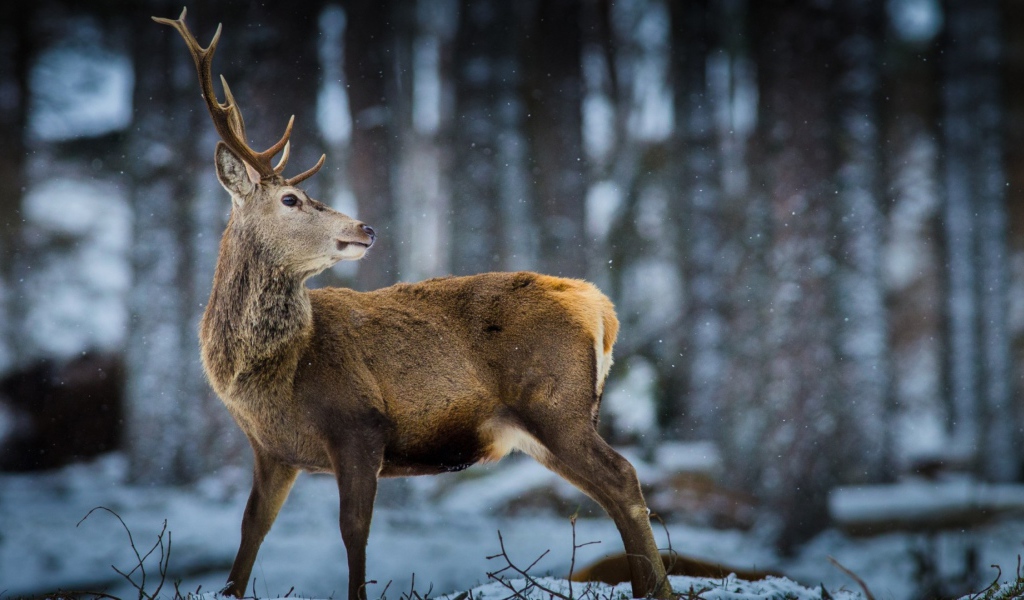 Oлень в зимнем лесу