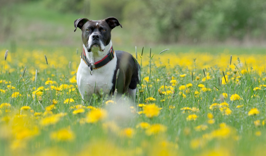 Cобака и одуванчики