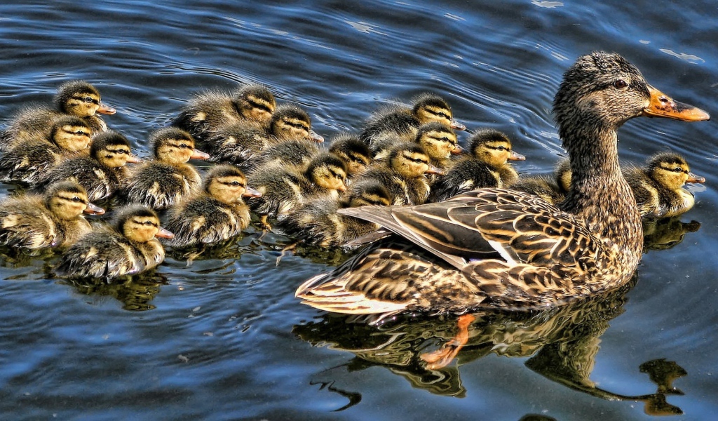 Утка с выводком